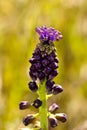 Tassel Grape Hyacinth (Muscari Comosum) Royalty Free Stock Photo