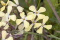 Wild Radish (Raphanus raphanistrum) Royalty Free Stock Photo