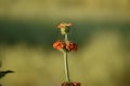 Close up view of beautiful wild red flower, red flowers with many green leaves in the field, with blur background. in india