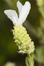 Lavender (Lavandula pedunculata) Royalty Free Stock Photo
