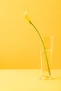 close-up view of beautiful yellow calla lily flower in vase Royalty Free Stock Photo