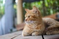 a beautiful yellow cat with defocus abstract is lying down on woods floor in a cabin in the backyard