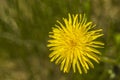 Close up view of beautiful yellow dandelion isolated on background. Gorgeous nature backgrounds Royalty Free Stock Photo