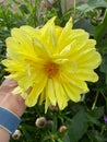 Close-up view of the beautiful yellow flowers, winter flowers of Thailand in the garden.