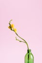 close up view of beautiful yellow fresia flower in glass bottle