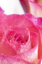 Close up view of a beautiful yellow and pink rose with drops of water. Macro image. Fresh beautiful flower as expression Royalty Free Stock Photo