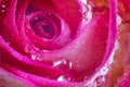 Close up view of a beautiful yellow and pink rose with drops of water. Macro image. Fresh beautiful flower as expression Royalty Free Stock Photo