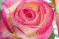 Close up view of a beautiful yellow and pink rose with drops of water. Macro image. Fresh beautiful flower as expression Royalty Free Stock Photo