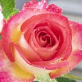 Close up view of a beautiful yellow and pink rose with drops of water. Macro image. Fresh beautiful flower as expression Royalty Free Stock Photo