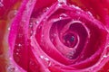 Close up view of a beautiful yellow and pink rose with drops of water. Macro image. Fresh beautiful flower as expression Royalty Free Stock Photo