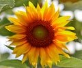 Close up view of beautiful yellow sunflower, ripening