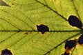 Close-up view of a beautifully illuminated maple leaf with environmental pollution defects Royalty Free Stock Photo