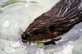 Close-up view of a beaver swimming in a placid body of water Royalty Free Stock Photo