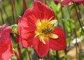 Close up view of a bee collecting nectar on a red dahlia flower Royalty Free Stock Photo