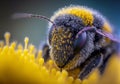 A Close up view of a Bee Collecting Pollen on a Yellow Flower
