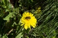 A close-up view of a bee on a dandelion collecting pollen