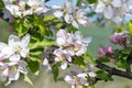 Close up view of bee gathering honey, collects nectar and pollen on a white blossoming cherry tree branch. Selective focus