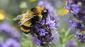 Bee Pollinating Flower Close Up Royalty Free Stock Photo