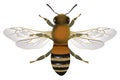 Close up view of the bee with open wings Royalty Free Stock Photo