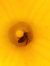 Close-up view of a bee searching for pollen inside a yellow pumpkin flower