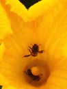 Close-up view of bees inside a yellow pumpkin flower Royalty Free Stock Photo