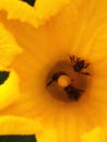 Close-up view of bees looking for pollen inside a yellow pumpkin flower