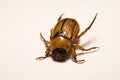 Close up view of the beetle pest - common cockchafer melolontha also known as a May bug or Doodlebug on maple leaf at summer tim Royalty Free Stock Photo