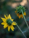 Close up view behind yellow sunflower