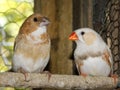 Bengalese finch and cream Zebra finch Royalty Free Stock Photo