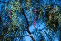 Close-up view of berries of a California Pepper Tree Schinus molle in Southern California Royalty Free Stock Photo