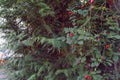 berries of dog rose and cypress branches