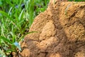 Close up view of a big anthill with selective focus in the jungle Royalty Free Stock Photo