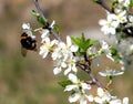 Big bumble bee pollinates a flowering plum tree on bright sunny spring day in the garden