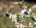 Big bumble bee pollinates a flowering plum tree on bright sunny spring day in the garden