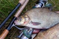 Close up view of big freshwater common bream fish on keepnet