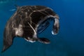 Close up view of big manta ray fish. Big fish in tropical ocean Royalty Free Stock Photo