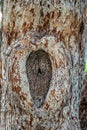 Big old hollow tree texture Royalty Free Stock Photo