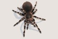 Close up view on the big spider on light background Royalty Free Stock Photo