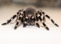 Close up view on the big spider Royalty Free Stock Photo