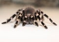 Close up view on the big spider Tarantulas on white and yellow background