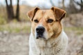 Close-up view of the big stray dog head with beautiful eyes looking into the camera Royalty Free Stock Photo