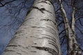 Close up view of Birch tree in Umea Sweden Royalty Free Stock Photo