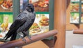Close-up view of a black bird, a crow standing on a wooden railing. Raven is seated on the fence