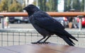 Close-up view of a black bird, a crow standing on a wooden table of a street fast food restaurant, waiting and looking for food.