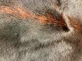 Close up view of black and brown cow fur, real genuine hair text Royalty Free Stock Photo