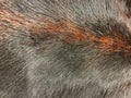 Close up view of black and brown cow fur, real genuine hair text Royalty Free Stock Photo