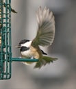 Black-Capped Chickadee at Feeder with Wing Extended Royalty Free Stock Photo