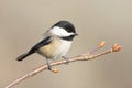 Chickadee Small Bird Close Up View Royalty Free Stock Photo