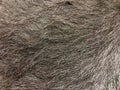 Close up view of black cow fur, real genuine hair texture Royalty Free Stock Photo