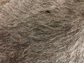 Close up view of black cow fur, real genuine hair texture Royalty Free Stock Photo